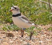 Image of a piping plover.